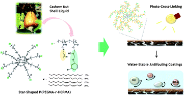 Graphical abstract: Photo-cross-linkable star-shaped polymers with poly(ethylene glycol) and renewable cardanol side groups: synthesis, characterization, and application to antifouling coatings for filtration membranes