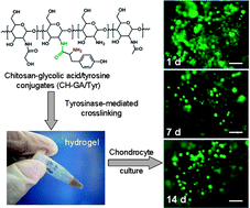 Graphical abstract: Enzyme-mediated fast injectable hydrogels based on chitosan–glycolic acid/tyrosine: preparation, characterization, and chondrocyte culture