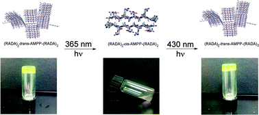 Graphical abstract: Reversible photocontrol of self-assembled peptide hydrogel viscoelasticity