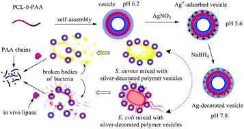 Graphical abstract: Silver-decorated biodegradable polymer vesicles with excellent antibacterial efficacy