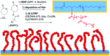 Graphical abstract: Surface grafted poly(ε-caprolactone) prepared using organocatalysed ring-opening polymerisation followed by SI-ATRP