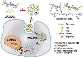 Graphical abstract: Biocompatible polyethylenimine-graft-dextran catiomer for highly efficient gene delivery assisted by a nuclear targeting ligand