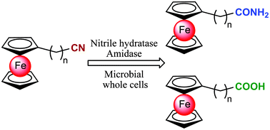 Graphical abstract: Novel enzymatic recognition of the ferrocene framework: nitrile hydratase/amidase catalyzed cascade biotransformations