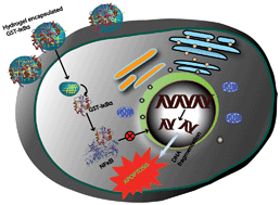 Graphical abstract: Hydrogel nanocarrier encapsulated recombinant IκBα as a novel anticancer protein therapeutics