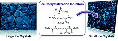 Graphical abstract: The importance of hydrophobic moieties in ice recrystallization inhibitors