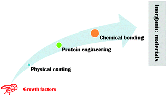Graphical abstract: Inorganic material surfaces made bioactive by immobilizing growth factors for hard tissue engineering