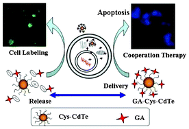 Graphical abstract: Multifunctional effects of Cys–CdTe QDs conjugated with gambogic acid for cancer cell tracing and inhibition