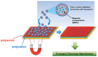 Graphical abstract: Highly permeable aquaporin-embedded biomimetic membranes featuring a magnetic-aided approach