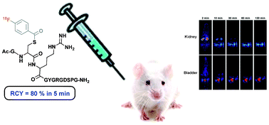 Graphical abstract: Efficient cysteine labelling of peptides with N-succinimidyl 4-[18F]fluorobenzoate: stability study and in vivo biodistribution in rats by positron emission tomography (PET)