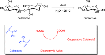Graphical abstract: Mechanistic comparison of saccharide depolymerization catalyzed by dicarboxylic acids and glycosidases