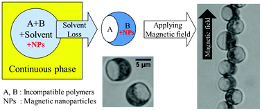 Graphical abstract: One-step preparation of magnetic Janus particles using controlled phase separation of polymer blends and nanoparticles