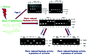 Graphical abstract: Bi-nuclear Ru(ii) complexes of bis-chalcone and bis-flavonol: synthesis, characterization, photo cleavage of DNA and Topoisomerase I inhibition