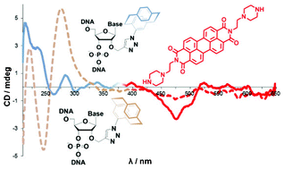 Graphical abstract: Ligand assembly and chirality transfer guided by DNA modified with enantiomerically pure [2.2]paracyclophanes