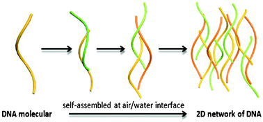 Graphical abstract: Self-assembly of DNA networks at the air–water interface over time
