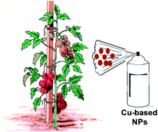 Graphical abstract: Synthesis, characterization and evaluation of copper based nanoparticles as agrochemicals against Phytophthora infestans