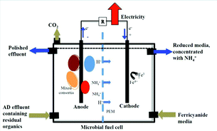 Graphical abstract: Downstream application of a microbial fuel cell for energy recovery from an Arthrospira maxima fed anaerobic digester effluent