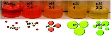Graphical abstract: Ionic liquid-based fluorescein colorimetric pH nanosensors