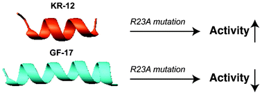 Graphical abstract: Structural location determines functional roles of the basic amino acids of KR-12, the smallest antimicrobial peptide from human cathelicidin LL-37