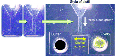 Graphical abstract: A microfluidic device for quantitative analysis of chemoattraction in plants