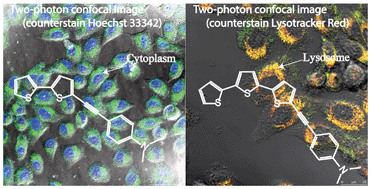 Graphical abstract: Two-photon induced emissive thiophene donor–acceptor systems as molecular probes for in vitro bio-imaging: synthesis, crystal structure, and spectroscopic properties