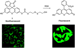 Graphical abstract: A fluoresceinylcarbonate-based fluorescent probe for the sensitive detection of biothiols in a HEPES buffer and its cellular expression