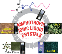 Graphical abstract: The roles of betaine-ester analogues of 1-N-alkyl-3-N′-methyl imidazolium salts: as amphotropic ionic liquid crystals and organogelators