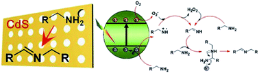 Graphical abstract: Porous single-crystalline CdS nanosheets as efficient visible light catalysts for aerobic oxidative coupling of amines to imines