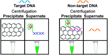 Graphical abstract: A dual-colorimetric signal strategy for DNA detection based on graphene and DNAzyme