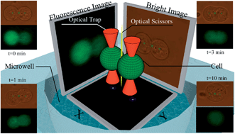 Graphical abstract: A microengineered cell fusion approach with combined optical tweezers and microwell array technologies