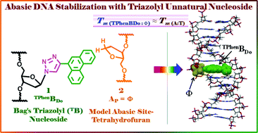 Graphical abstract: Unnatural triazolyl nucleoside stabilizes an abasic site containing DNA duplex equally as the stabilization of a natural A–T pair