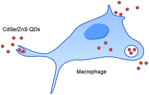 Graphical abstract: Cytotoxicity and immune response of CdSe/ZnS Quantum dots towards a murine macrophage cell line