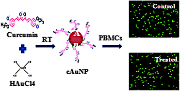 Graphical abstract: Curcumin conjugated gold nanoparticle synthesis and its biocompatibility