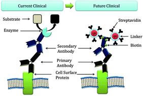 Graphical abstract: Detection of ErbB2: nanotechnological solutions for clinical diagnostics