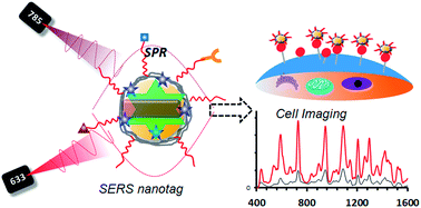 Graphical abstract: Wavelength and shape dependent SERS study to develop ultrasensitive nanotags for imaging of cancer cells