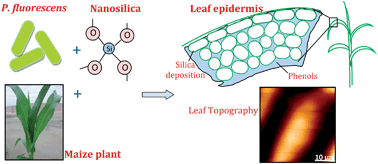 Graphical abstract: Augmented biocontrol action of silica nanoparticles and Pseudomonas fluorescens bioformulant in maize (Zea mays L.)
