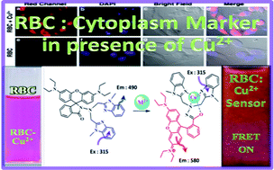 Graphical abstract: A FRET-based rhodamine–benzimidazole conjugate as a Cu2+-selective colorimetric and ratiometric fluorescence probe that functions as a cytoplasm marker