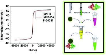 Graphical abstract: Dopamine coating as a general and facile route to biofunctionalization of superparamagnetic Fe3O4 nanoparticles for magnetic separation of proteins