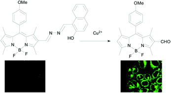 Graphical abstract: A highly sensitive and selective turn-on fluorescent chemodosimeter for Cu2+ based on BODIPY and its application in bioimaging