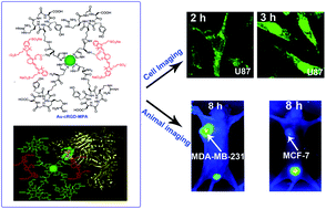 Graphical abstract: Dual fluorescence nano-conjugates based on gold nanoclusters for tumor-targeting imaging
