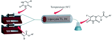 Graphical abstract: Michael addition of pyrimidine derivatives with acrylates catalyzed by lipase TL IM from Thermomyces lanuginosus in a continuous-flow microreactor