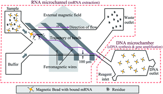 Graphical abstract: An on-chip RT-PCR microfluidic device, that integrates mRNA extraction, cDNA synthesis, and gene amplification