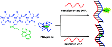 Graphical abstract: Pyrene-labeled pyrrolidinyl peptide nucleic acid as a hybridization-responsive DNA probe: comparison between internal and terminal labeling