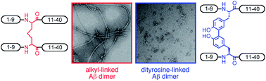 Graphical abstract: Synthetic dityrosine-linked β-amyloid dimers form stable, soluble, neurotoxic oligomers