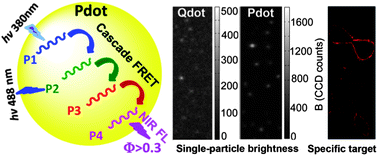 Graphical abstract: High-intensity near-IR fluorescence in semiconducting polymer dots achieved by cascade FRET strategy