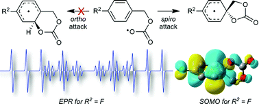 Graphical abstract: Rapid and selective spiro-cyclisations of O-centred radicals onto aromatic acceptors