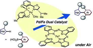 Graphical abstract: Aromatic C–H coupling with hindered arylboronic acids by Pd/Fe dual catalysts