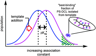 Graphical abstract: Templation-induced re-equilibration in polymer-scaffolded dynamic combinatorial libraries leads to enhancements in binding affinities