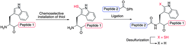 Graphical abstract: Chemoselective sulfenylation and peptide ligation at tryptophan