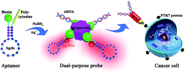Graphical abstract: Aptamer-functionalized silver nanoclusters-mediated cell type-specific siRNA delivery and tracking