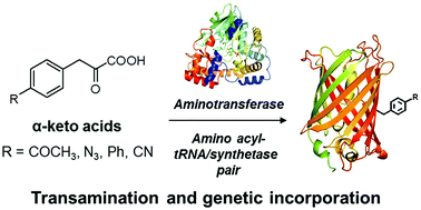 Graphical abstract: Genetic incorporation of unnatural amino acids biosynthesized from α-keto acids by an aminotransferase